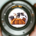 THE 9 LIVES OF THE RECRUITMENT AND SEARCH INDUSTRY